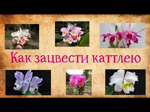 Видео: Как зацвести каттлею?