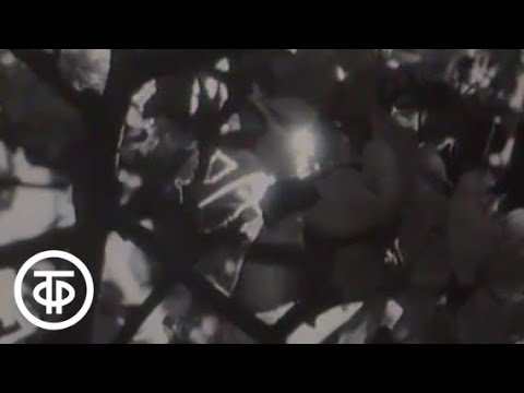 Видео: Кинокамера смотрит в мир. О документальном кино (1982)