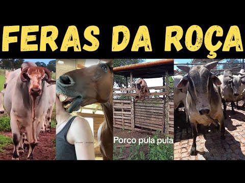 Видео: Собачьи животные: самые грубые и храбрые из задних мес...