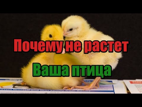 Видео: Почему не растут цыплята (бройлеры, несушки) а также индюшата, гусята, утята! Основные причины!