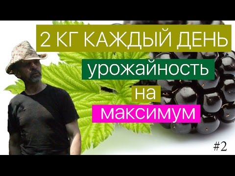 Видео: ЕЖЕВИКА / настраиваемся на рекордный урожай.  Ежевика ягода - 2й этап развития