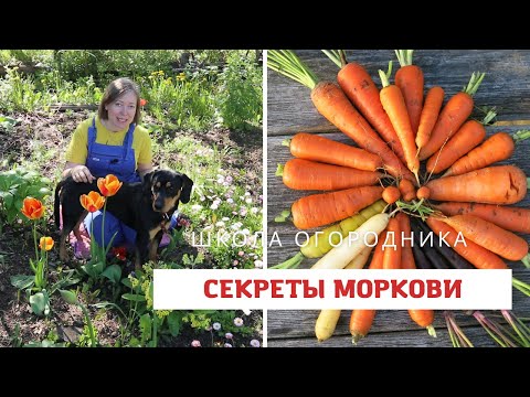Видео: ВСЕ секреты выращивания моркови / Как вырастить морковь?