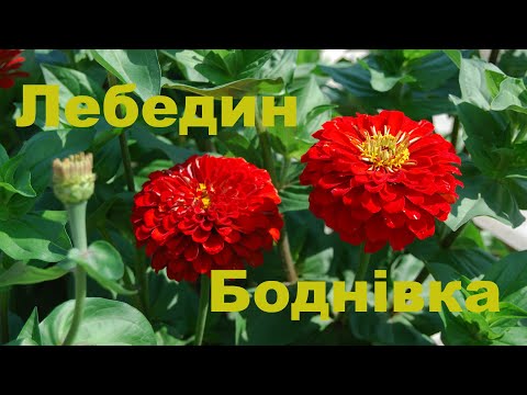 Видео: Лебедин Улица Боднивка