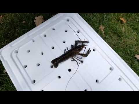 Видео: Австралийский красноклешневый рак (АККР)