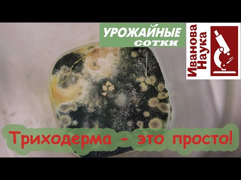 Видео: Кисельная ТРИХОДЕРМА в чистом виде! Выращиваем дома эффективно и без дрожжей!