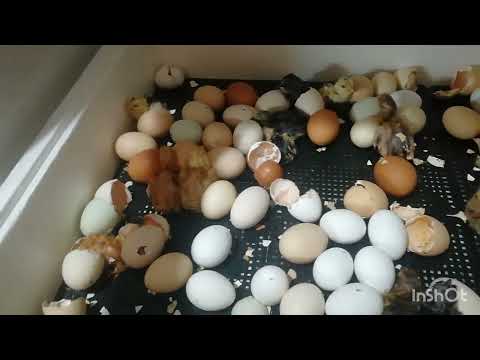 Видео: Инкубация 2024. Без брудера обогреем❓