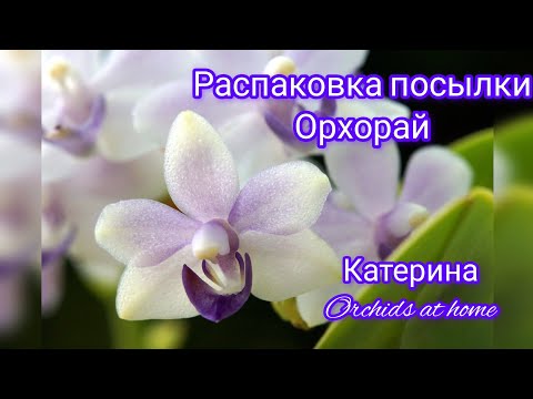 Видео: Долгожданная посылка от @orhorai. Орхидеи поднимают настроение!