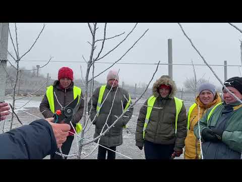 Видео: Как обрезать сад интенсивного типа. Питомник Маценко