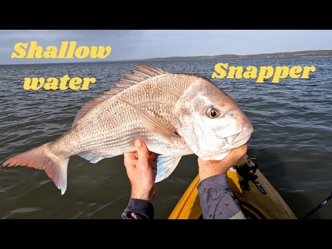 Видео: Западный портовый люциан на мелководье