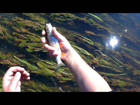 Видео: Рыбалка в проводку на майского жука в июле на реке. Голавлю что-то не нравится. Поменялись вкусы?