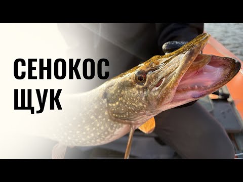 Видео: Сенокос щук. Miuras Mouse творит чудеса. Ловля на спиннинг, кастинг, трофейных щук.