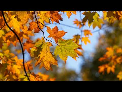 Видео: Песня Сад в октябре (музыка для настроения, песни для души)