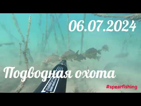 Видео: Подводная охота Подмосковье 06.07.2024 #подводнаяохота #spearfishing #freediving