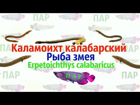 Видео: Каламоихт калабарский Erpetoichthys calabaricus