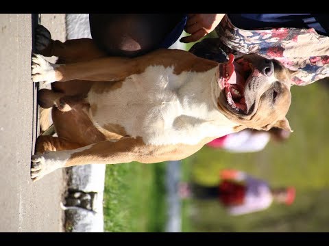 Видео: Опасная ошибка при воспитании щенка- избыточное значение