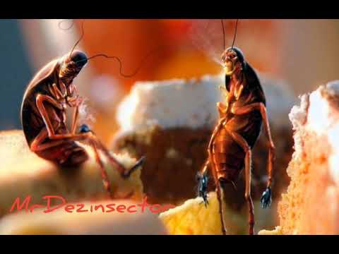 Видео: Заговор от тараканов ☠️🐜🙏