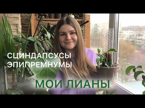 Видео: Мои СЦИНДАПСУСЫ и ЭПИПРЕМНУМЫ | Обзор коллекции #комнатныерастения 