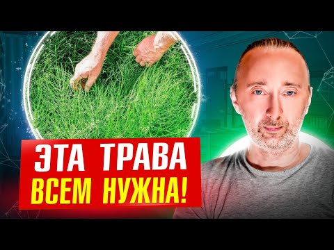 Видео: Казалось бы СОРНЯК, а сколько пользы! Сбор, рецепты!