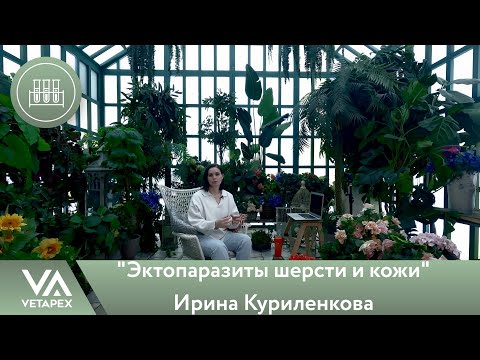 Видео: Кафедра Лабораторной диагностики.Ирина Куриленкова - "Эктопаразиты шерсти и кожи"