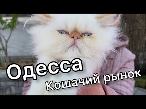 Видео: Кошачий рынок | ЛУЧШИЕ породы КОШЕК и КОТОВ | Староконный рынок