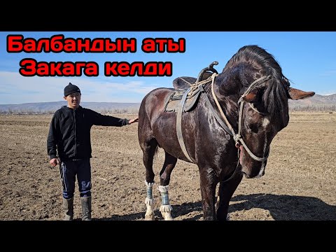 Видео: САТЫЛДЫ ЗАКАНЫН АТЫ