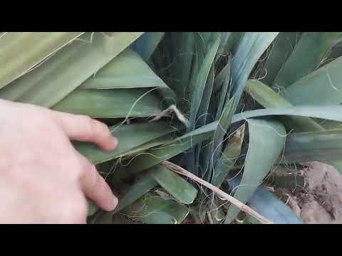 Видео: Обрізка лаванди та юкки в подробицях😉Продовжую весняні роботи💞