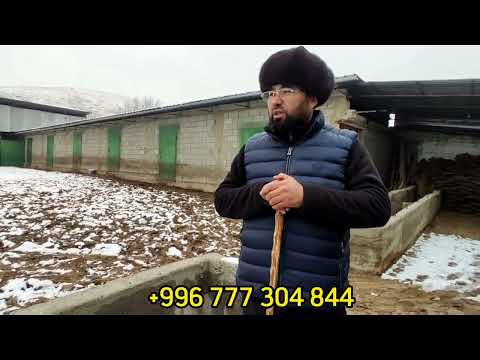 Видео: ЧОҢ САРАЙ ЧОҢ ЖЕРДЕ 😱САТЫЛАТ ШАРТЫ ЖАКШЫ