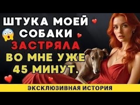 Видео: Мой пёс утешает меня каждый раз, когда мой муж уезжает в командировку.