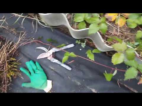 Видео: Размножение ежемалины🌱