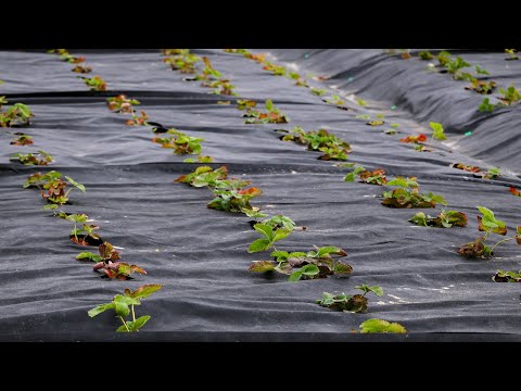 Видео: Копанка чи Касета.Яку розсаду полуниці обрати на Осінь?
