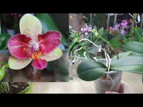 Видео: Перевожу орхидеи фаленопсис на открытую систему. Часть 2. В главной роли Chi-Yueh Kaleidescope