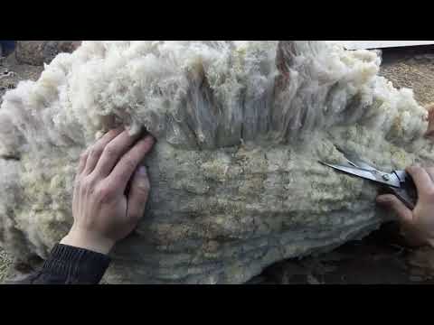 Видео: Стрижка овец, ветеринарные мероприятия во время стрижки овец.