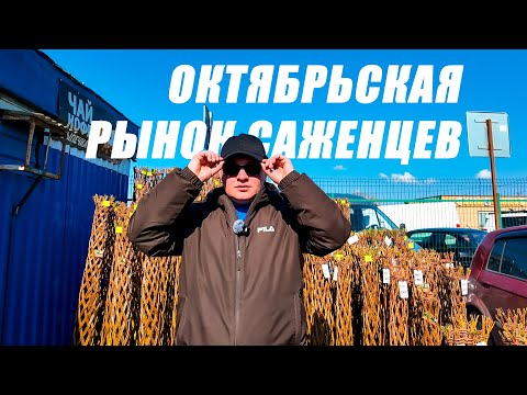 Видео: СТАНИЦА ОКТЯБРЬСКАЯ. РЫНОК САЖЕНЦЕВ, ВИДЕО ДЛЯ САДОВОДОВ