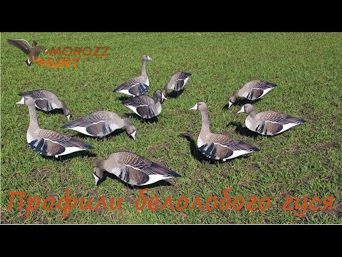 Видео: Обзор профилей белолобого гуся MoroZz hunt.