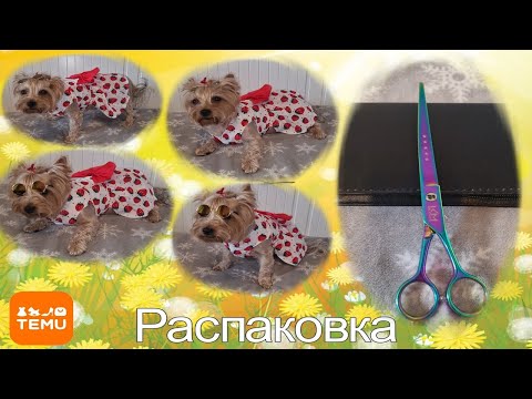 Видео: Распаковка Temu ножницы для груминга и платья для Йорка