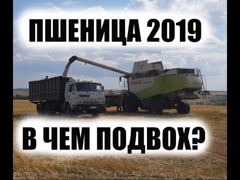 Видео: Даю no-till последний шанс. Уборка пшеницы 2019 завершена
