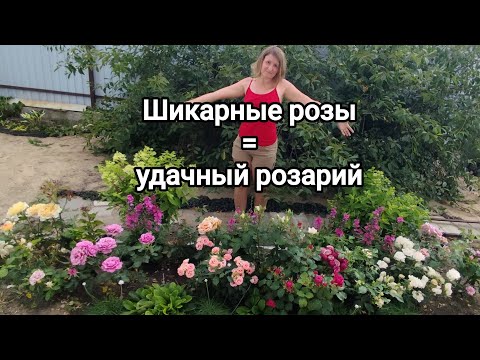 Видео: Шикарные розы = удачный розарий