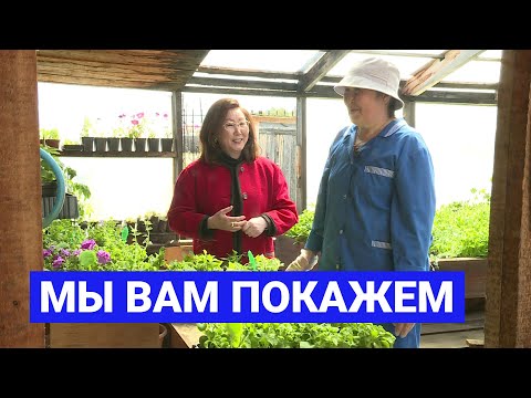 Видео: Мы вам покажем: Уход за петуньей