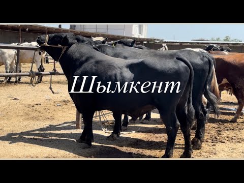 Видео: Сиыр, бұқа, бұзау 10.05.2023