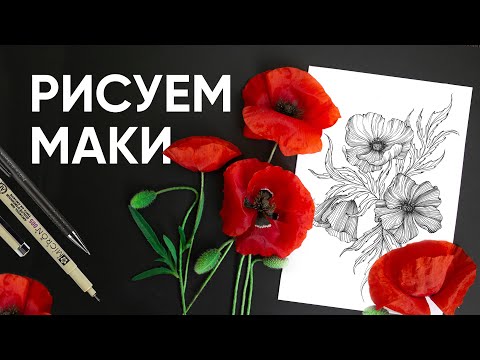 Видео: Как нарисовать маки - Уроки рисования - Ола Ч.