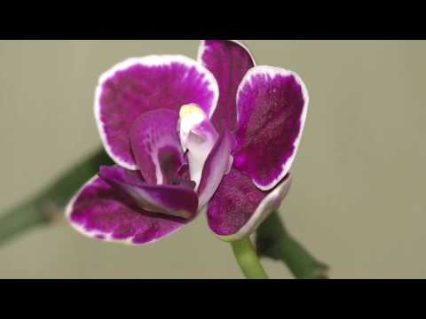 Видео: Пересадка мини орхидей в керамзит, с добавлением перлита и березового угля. Часть 3