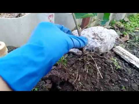 Видео: Позднее черенкование ежевики. А какие результаты!!!