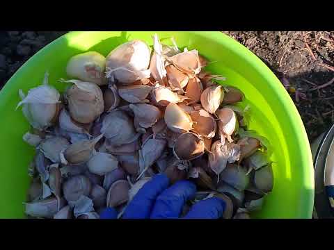 Видео: Садово-городні роботи.Сьогодні саджаю часник.Мій провірений метод.