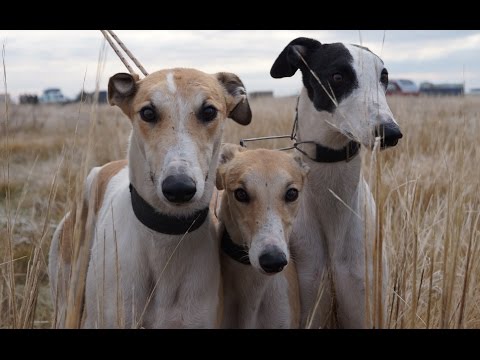 Видео: II Ставропольские краевые состязания собак борзых собак по зайцу русаку 2016г  Видео
