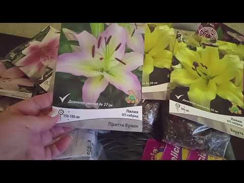 Видео: Лилии из Леруа Мерлен.