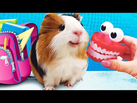 Видео: ОБЗОР 11 АНТИСТРЕССОВ ДЛЯ ШКОЛЫ ОТ СВИНКА БУЗЯ