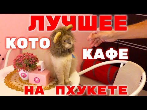 Видео: Лучшее КОТОКАФЕ на Пхукете 😻 кошачье царство в Таиланде, 0+