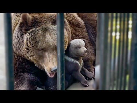 Видео: НЕОЖИДАННО! Медведица мама впервые кормит медвежат у кормушки!