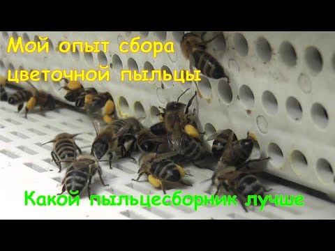 Видео: Какой пыльцесборник лучше для сбора пыльцы. Мой опыт сбора цветочной пыльцы