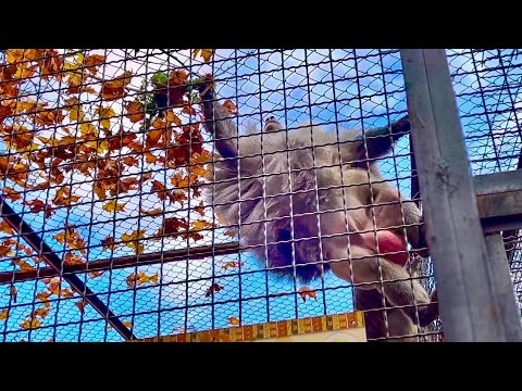 Видео: Я В ШОКЕ! Елисей не поленился и ПОЛЕЗ НА САМЫЙ ВЕРХ за петрушкой, научился у Люськи)))